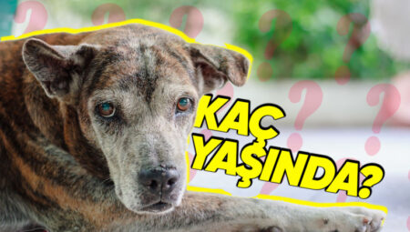 1 İnsan Yılı Nitekim 7 Köpek Yılı mı? Köpeğimizin Yaşını Nasıl Hesaplarız?