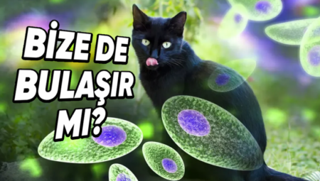 Bilimin Penceresinden Cevapladık: Kedilerin Rahatsızlıkları İnsanlara da Bulaşabilir mi?