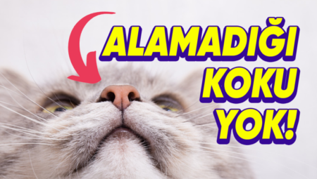 Kedilerin Bu Kadar Güzel Koku Almalarını Sağlayan, Bilmediğimiz İkinci Bir Burunları Var