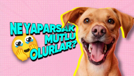 Memnunluk Kaynağımız Olan Köpekleri, Biz Nasıl Memnun Edebiliriz? İşte Kolay Öneriler!