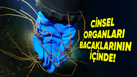 Ne Solungaçları Ne de Akciğerleri Olan Deniz Örümcekleri, Nefes Almayı Nasıl Başarıyor?