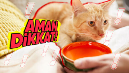 Köpeğinizin ve Kedinizin Su Kabında İstenmeyen Biri Var! (Ne Olduğunu Öğrenince Kaplarını Her Gün Yıkayacaksınız)